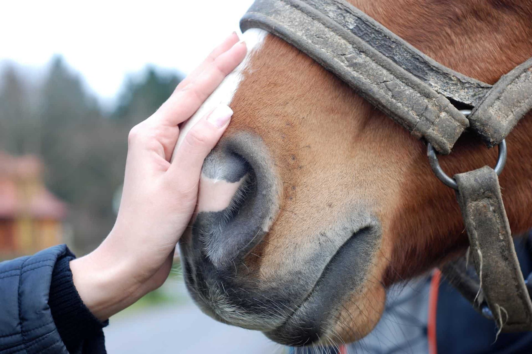 Equine Horse Care Guide: Essential Care, Nutrition, Grooming and Health Tips
