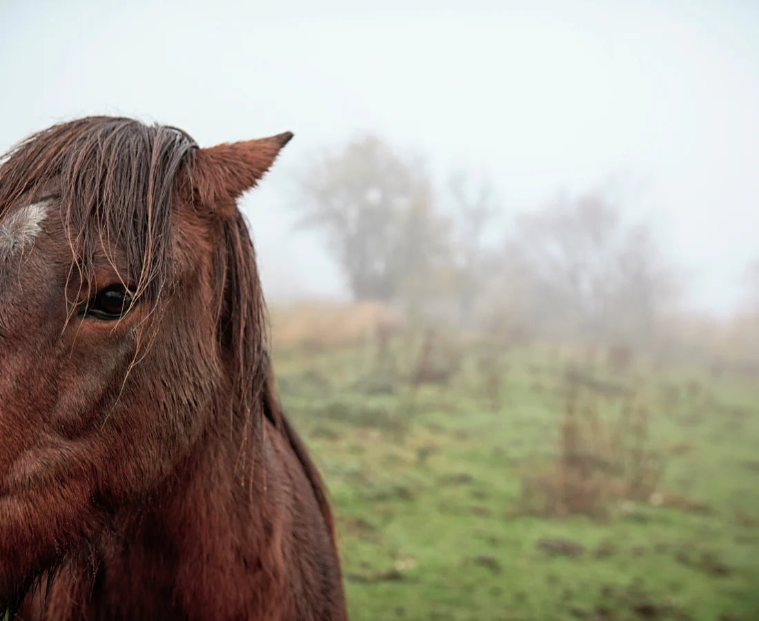 Horse in the Rain