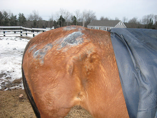 Rain Rot in Horses