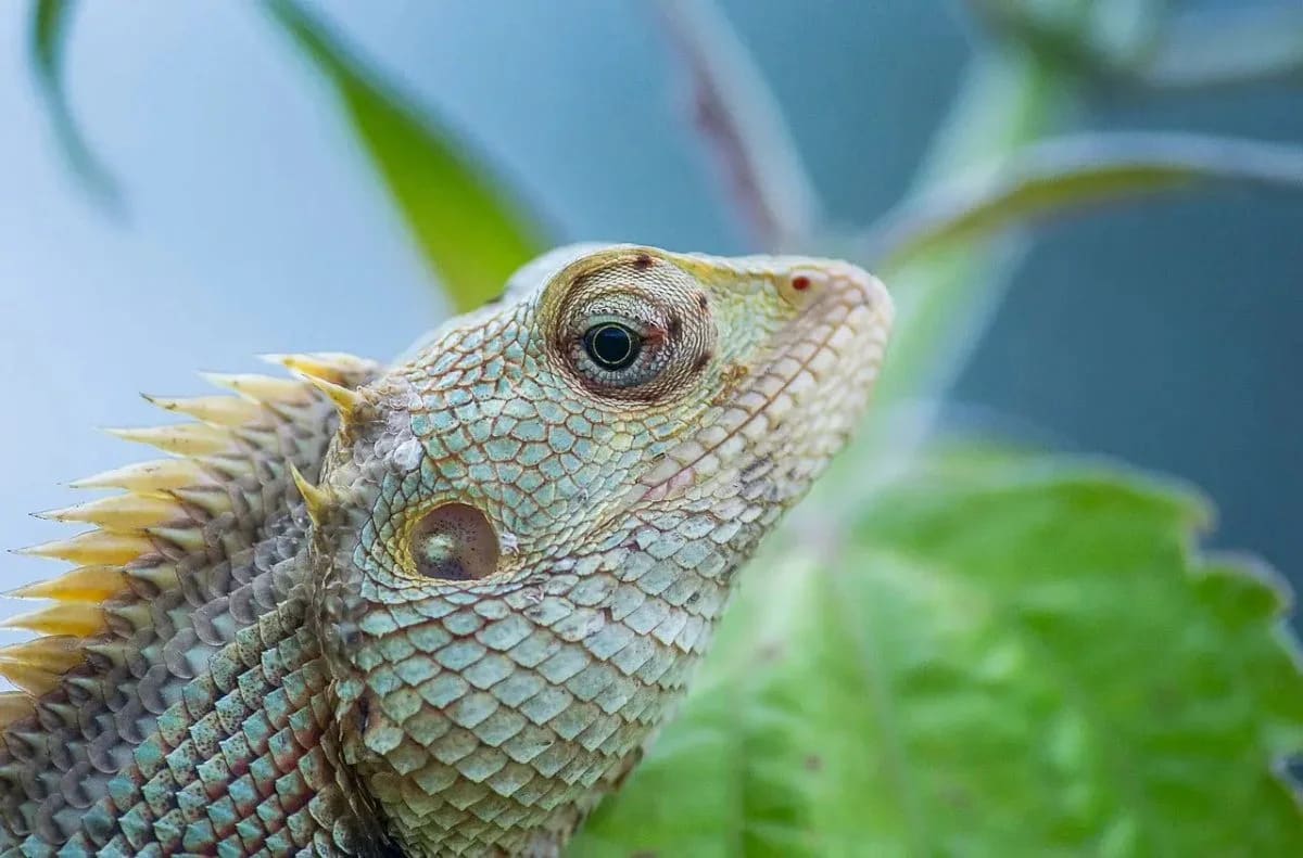 Reptile Heat Lamp Burns and how Botanica Can Help